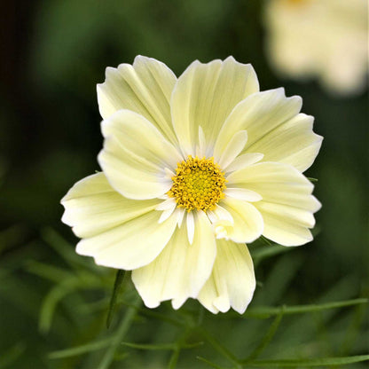 Yellow cosmos xanthos flower in full bloom against a soft blurred green background.
