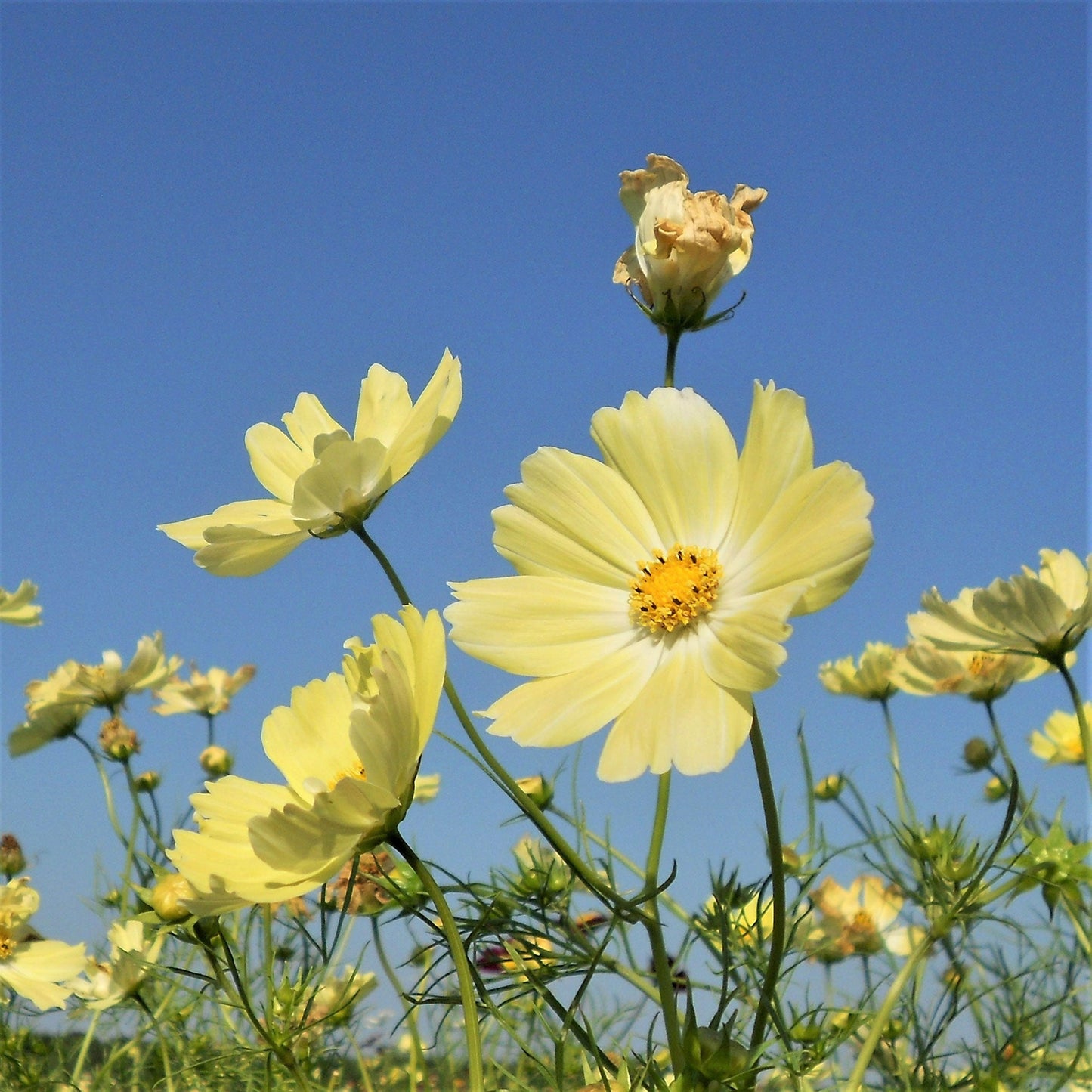 Yellow cosmos xanthos flowers blooming against a bright blue sky background.