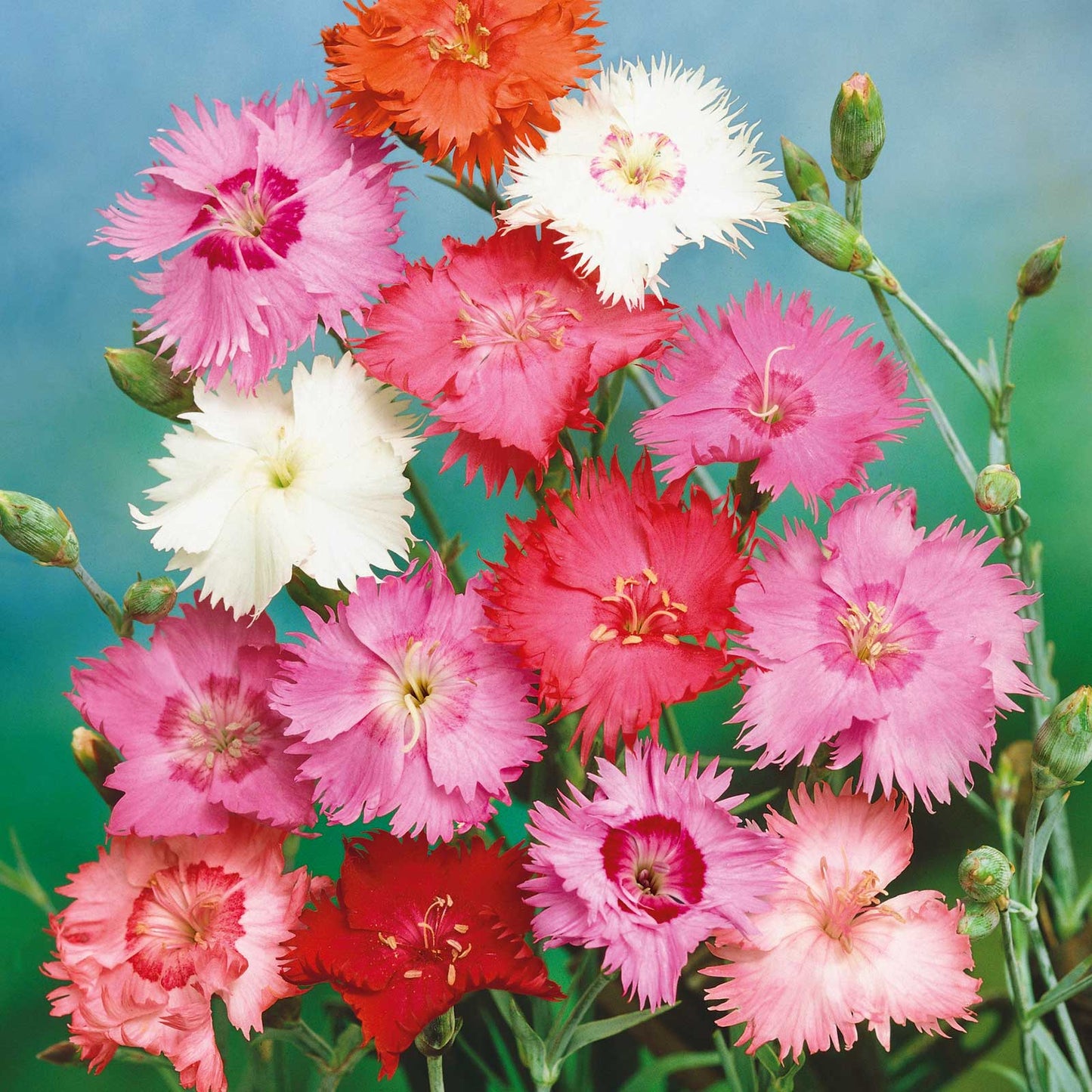 Vibrant cottage pink spring beauty flowers with delicate petals and a yellow center.