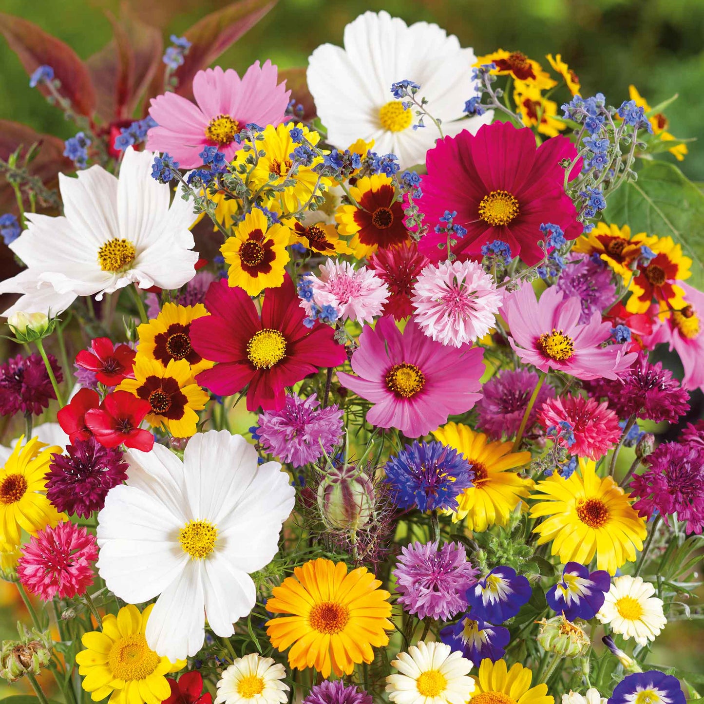 A bouquet of the variety of colors in the Country Garden Flower Seed Mix