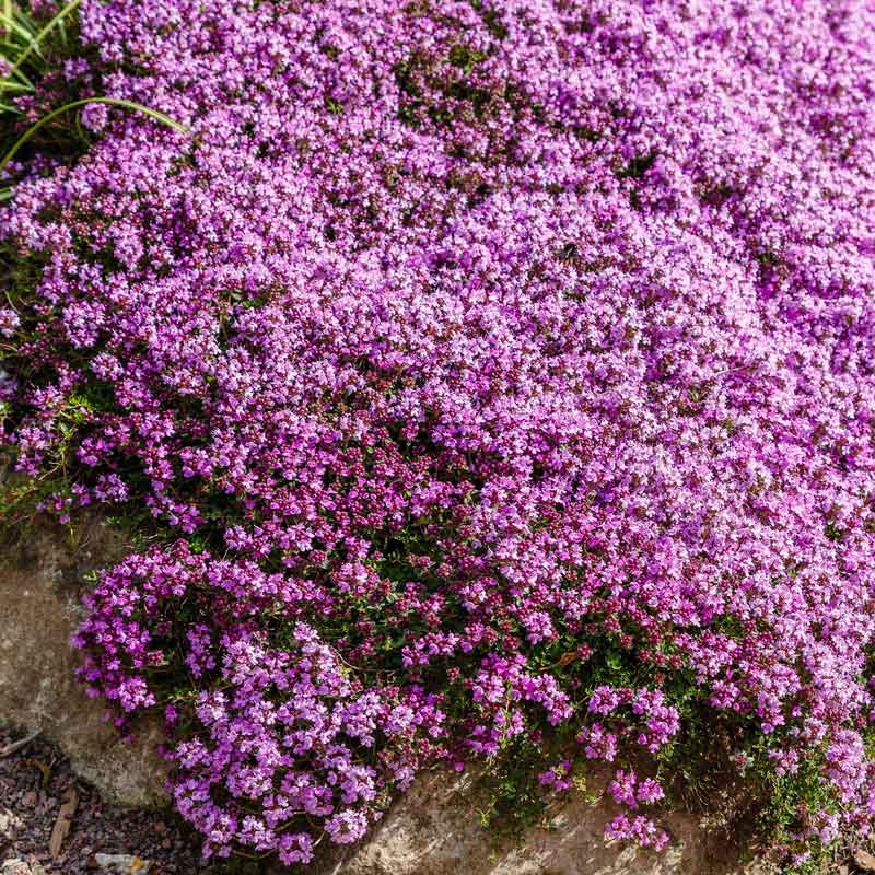 Purple creeping thyme flowers with green foliage spreading over a rocky surface.