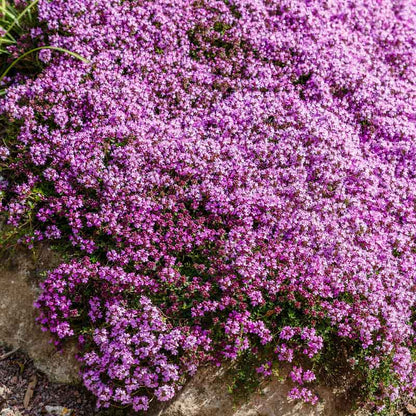 Purple creeping thyme flowers with green foliage spreading over a rocky surface.