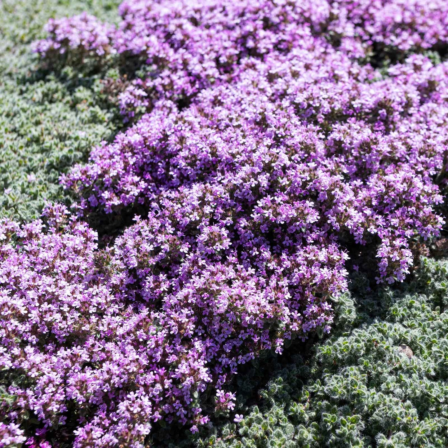 Dense purple creeping thyme blooms with green foliage covering a rocky surface.