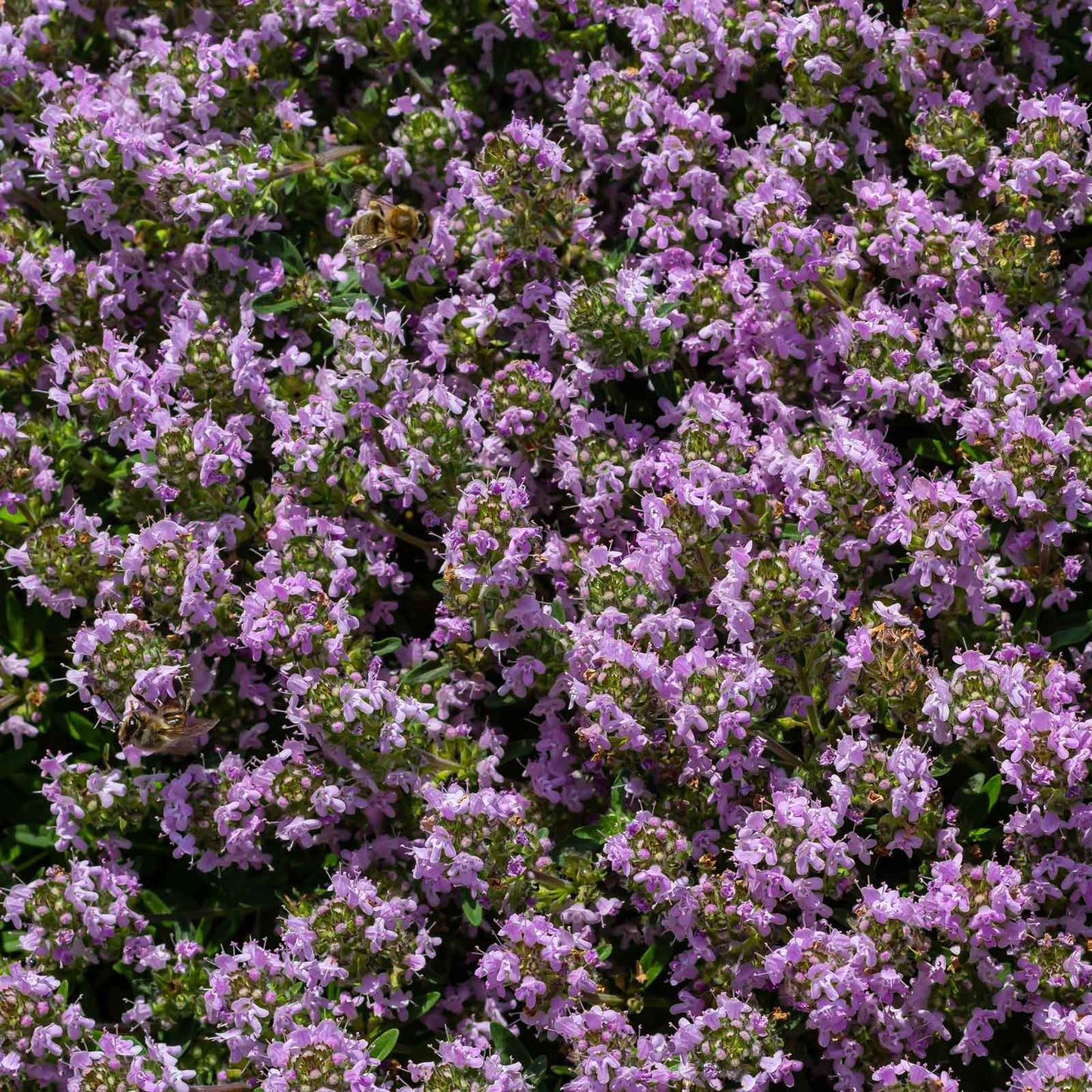 Small purple creeping thyme flowers with green foliage growing over a rocky surface.