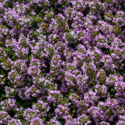 Small purple creeping thyme flowers with green foliage growing over a rocky surface.