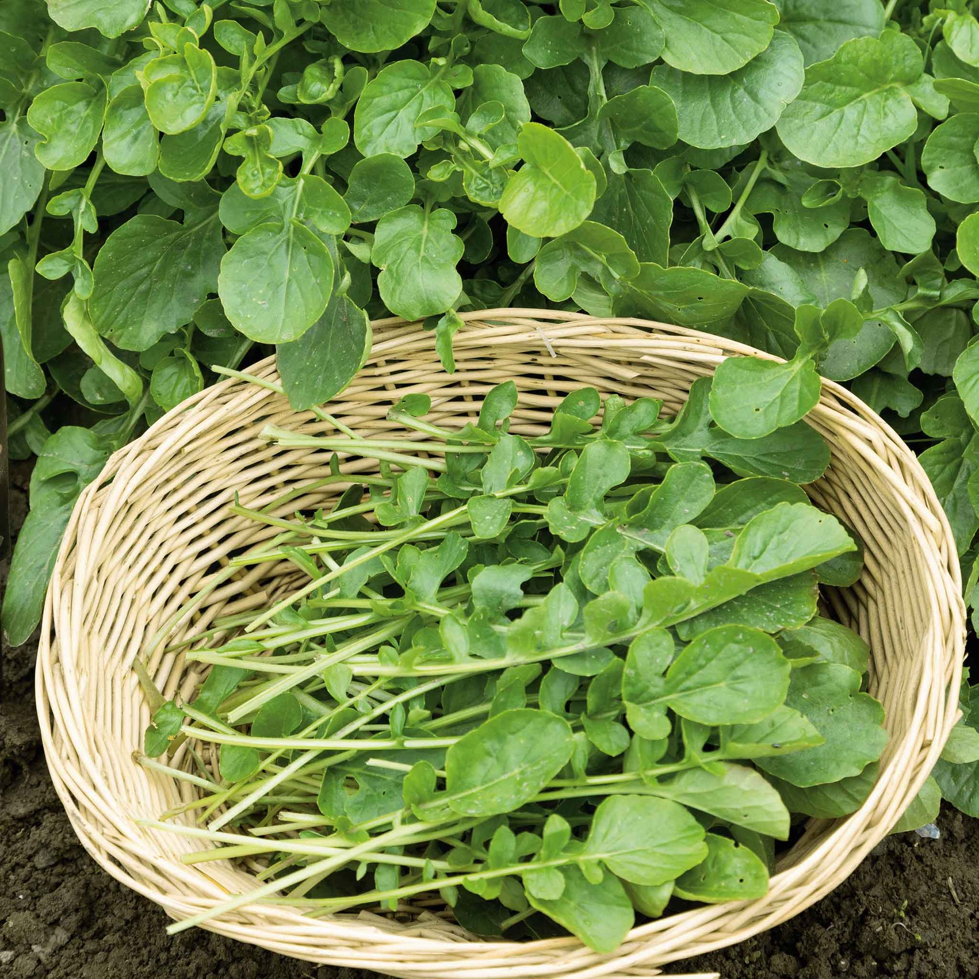 A close-up shot of vibrant green upland cress plants with delicate leaves, ready for harvest.