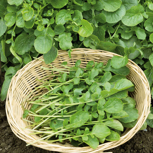 A close-up shot of vibrant green upland cress plants with delicate leaves, ready for harvest.