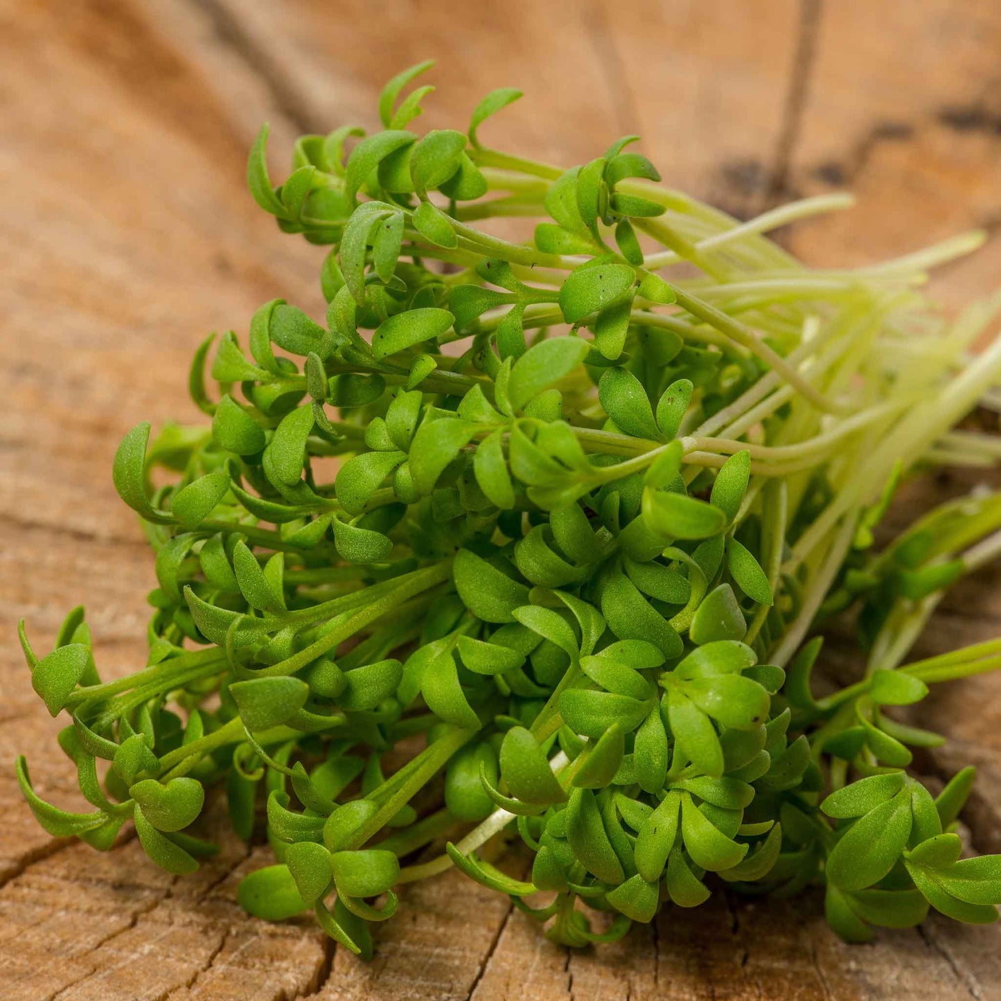 A close-up shot of green wrinkled crinkled cress leaves with ruffled, crinkled edges, some still attached to the stem.