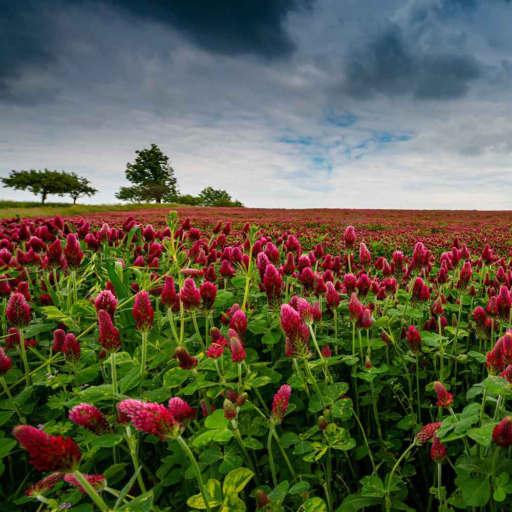 A close-up of Red crimson clover blooms in a green field under a cloudy blue sky.