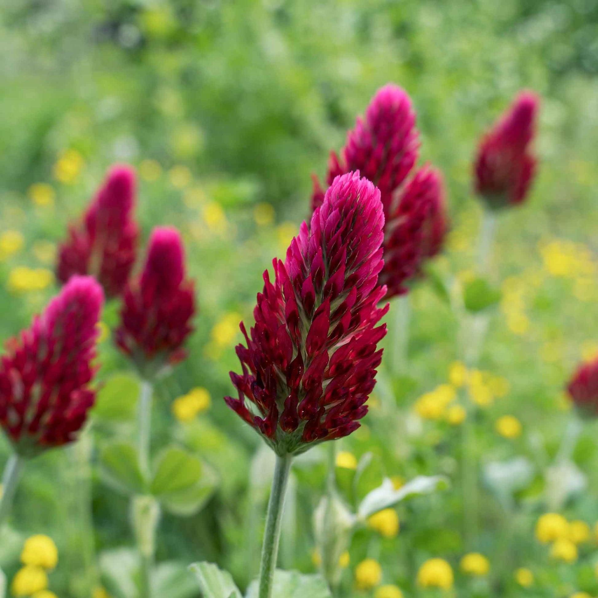 Tall red crimson clover blooms rising above a bright green open field.