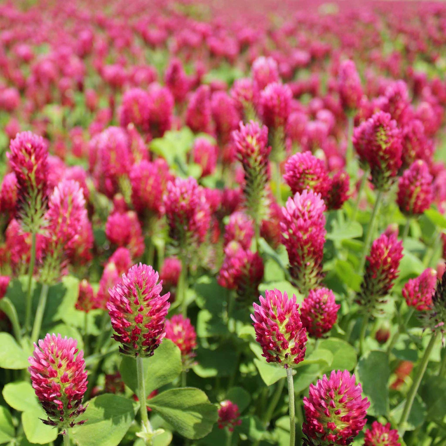 Dense red crimson clover flowers covering a lush green grassy field.