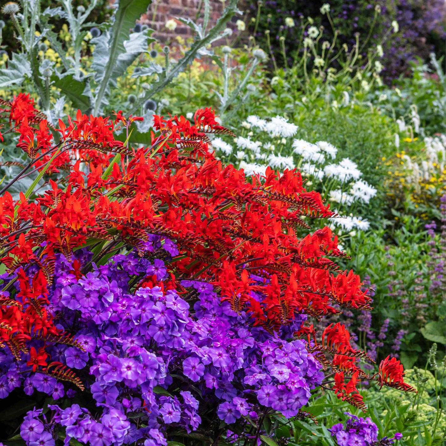 Bright red crocosmia 'Lucifer' flowers with long green stems stand tall against a blurred green background.