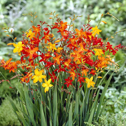 A vibrant field of orange and red crocosmia flowers in full bloom under natural sunlight.
