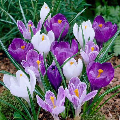 Close-up of a mix of Blue Moon Mix crocus flowers blooming.
