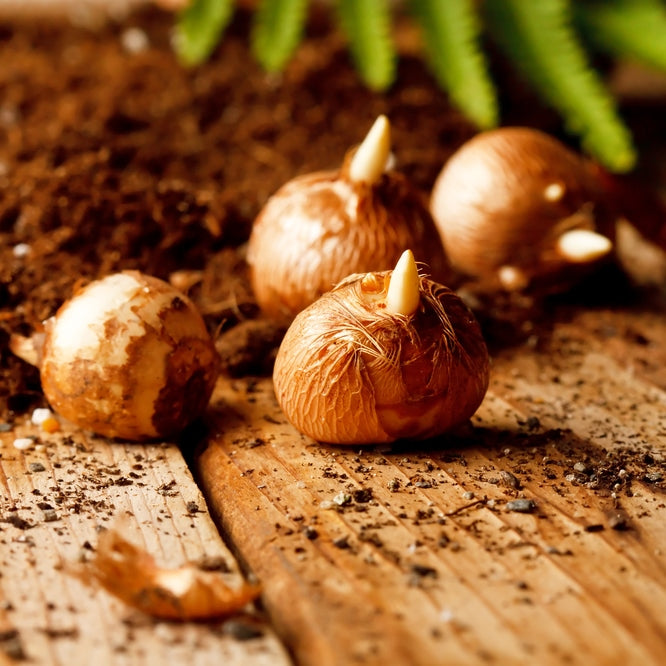 Crocus bulbs with dirt sprinkled on the bulbs and the wooden surface.