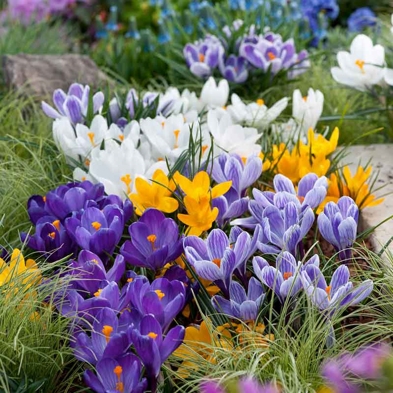 A field of vibrant purple, yellow, and white Large Flowering Mix crocuses blooming under a bright sky. | copyright: Floramedia UK Ltd