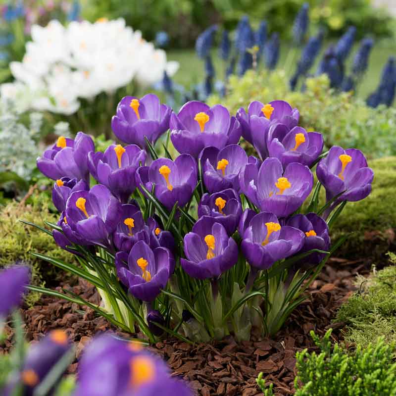 A close-up view of a purple flower record crocus flower in full bloom, surrounded by green foliage. | copyright: Floramedia UK Ltd