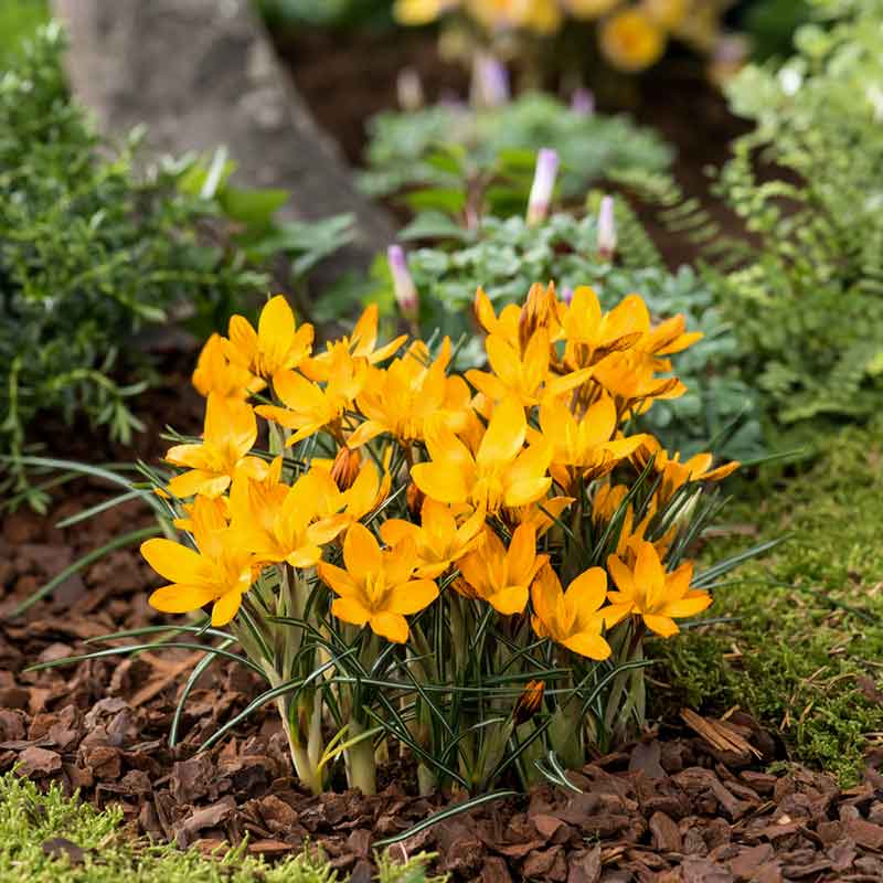 A close-up of a vibrant orange Crocus 'Orange Monarch' flower blooming in sunlight. | copyright: Floramedia UK Ltd
