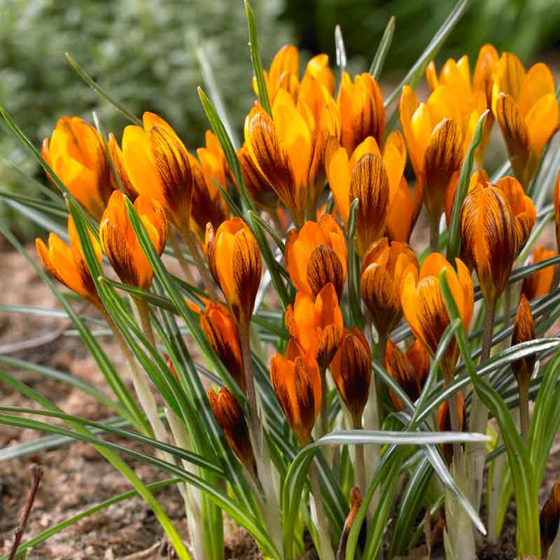 A close-up of a vibrant orange Crocus 'Orange Monarch' flower blooming in sunlight.