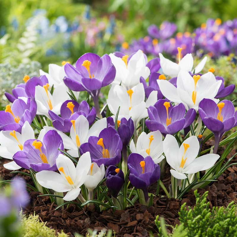 Close-up of purple and white mix crocuses with yellow centers blooming in a garden. | copyright: Floramedia UK Ltd