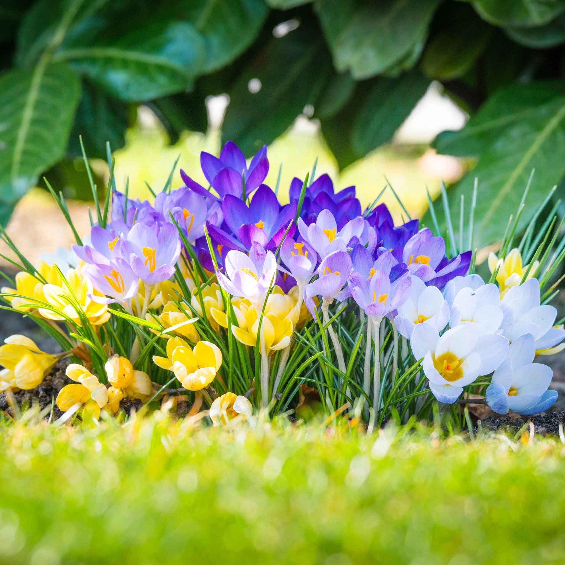 A close-up view of a vibrant field of Rainbow Mix crocuses in various colors.