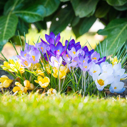 A close-up view of a vibrant field of Rainbow Mix crocuses in various colors.