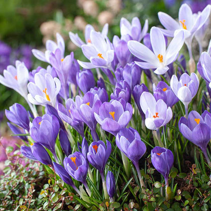 Close-up of a purple Remembrance crocus bulb with small white roots extending from the base. | copyright: Floramedia UK Ltd