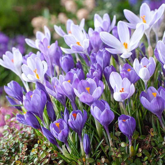 Close-up of a purple Remembrance crocus bulb with small white roots extending from the base. | copyright: Floramedia UK Ltd