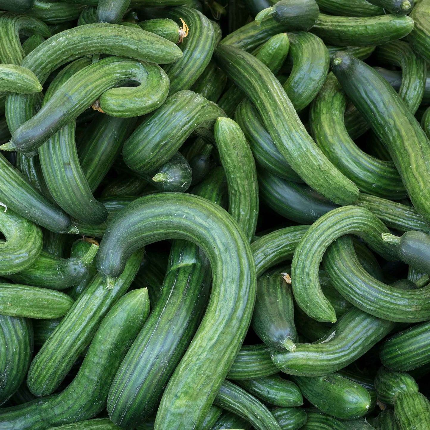 A pile of Armenian Dark Green Cucumbers displaying curved bodies and dark green skin.
