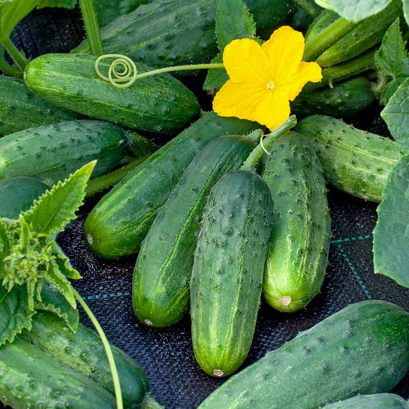 A ripe green Boston Pickling cucumber hangs from a vine, ready for harvest in a sunny garden. | copyright: Floramedia UK Ltd