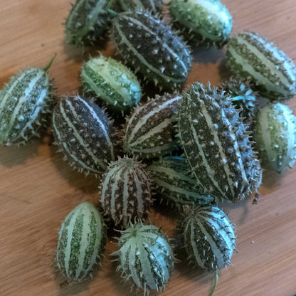 Close up of green Bush Hog Cucumbers showing prickly skin and squat bodies.