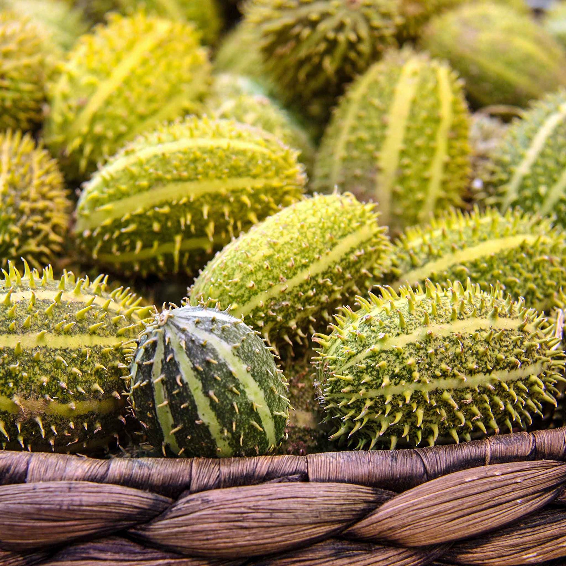 Close up of Bush Hog Cucumbers showing prickly skin and squat bodies.