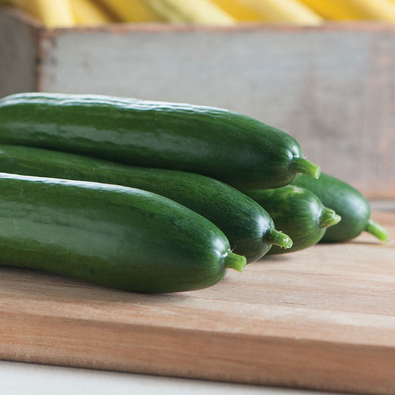 Several Diva Cucumbers with smooth dark green skin.