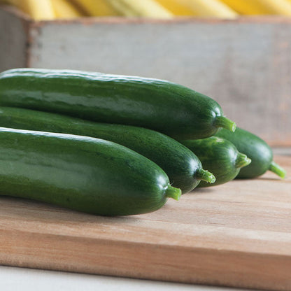 Several Diva Cucumbers with smooth dark green skin.