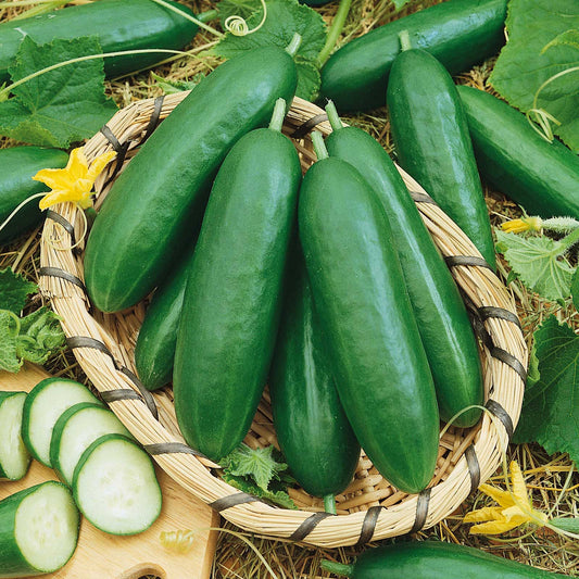 A brown basket containing several Diva Cucumbers with smooth dark green skin.