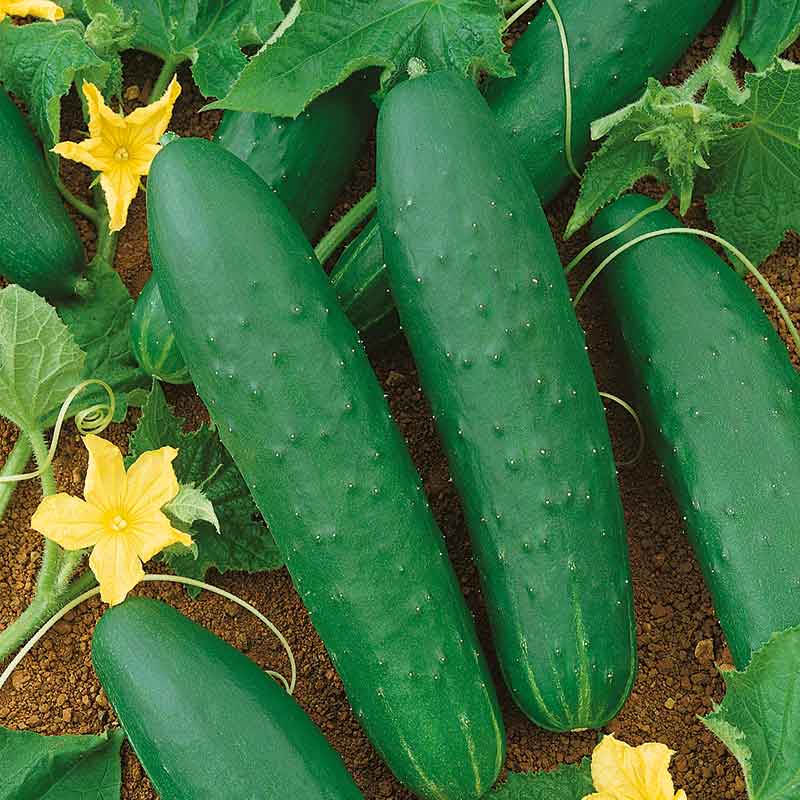 A Double Yield green cucumber hangs from a vine, partially obscured by green leaves.