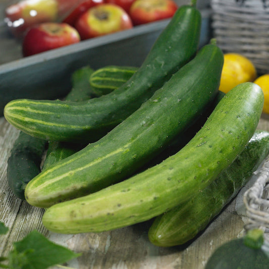 Garden Sweet Burpless cucumbers harvest and ready to eat.
