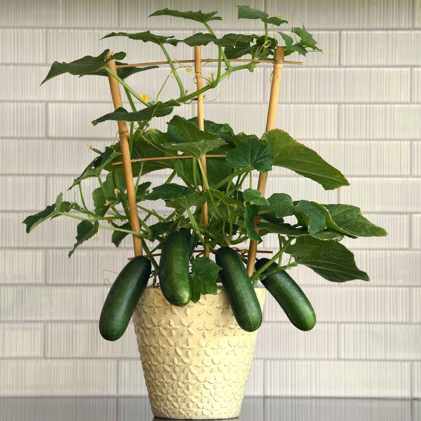 Small indoor pot growing Kitchen Mini Quck Snack cucumbers ready for harvest.