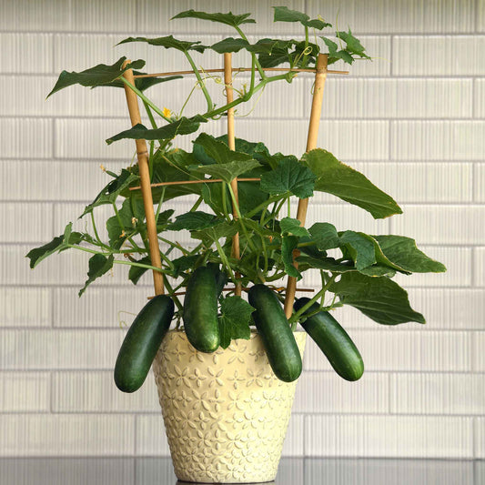 Small indoor pot growing Kitchen Mini Quck Snack cucumbers ready for harvest.