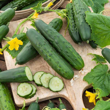 Several Marketer cucumbers showing bumpy skin and some slices of cucumbers on a cutting board. | copyright: Floramedia UK Ltd