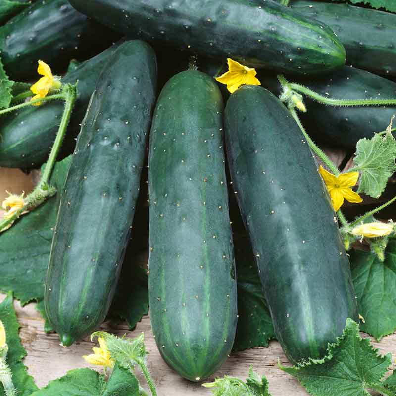 A ripe, green Marketmore 76 cucumber with green leaves and other cucumbers visible in the background. | copyright: Floramedia UK Ltd