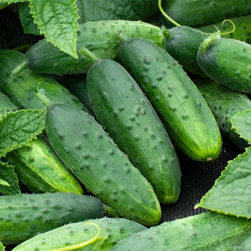 A close-up shot of several green Spacemaster cucumbers on a plant, ready for harvest. | copyright: Floramedia UK Ltd