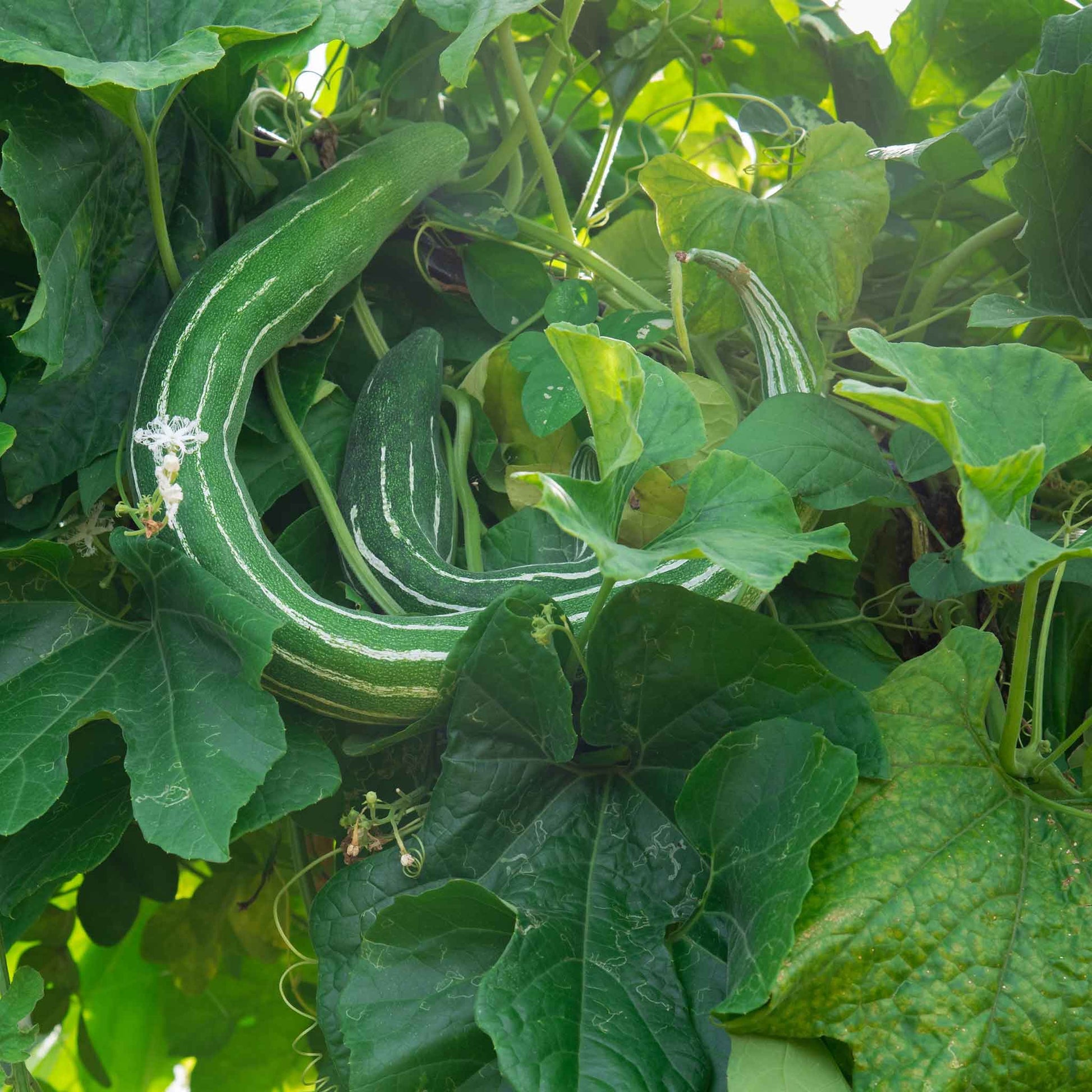 A long, slender green Painted Serpent cucumber with faint white stripes, lying against a dark background.
