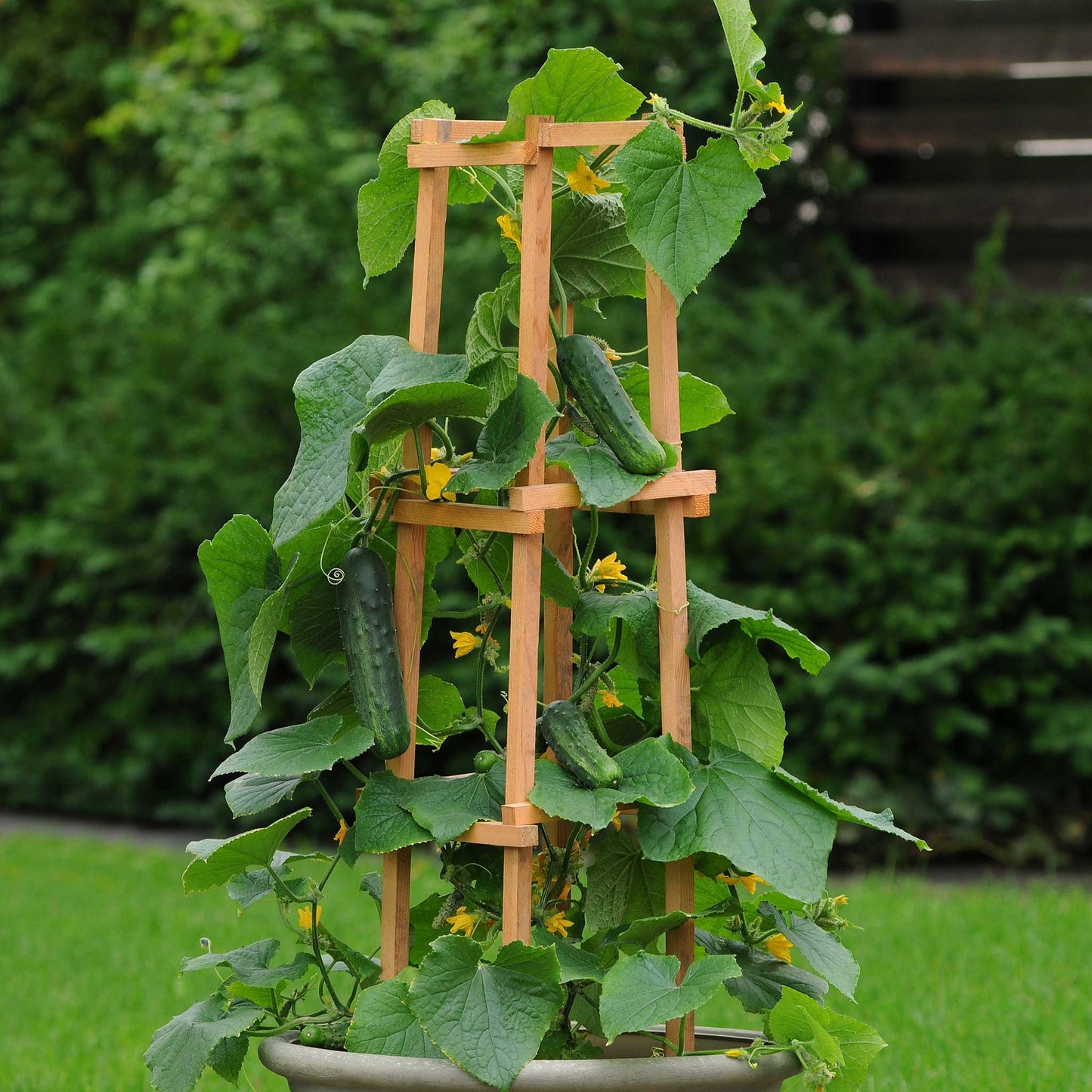 A pot with wooden trellis growing the Patio Snacker cucumber.