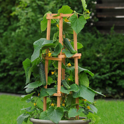 A pot with wooden trellis growing the Patio Snacker cucumber.