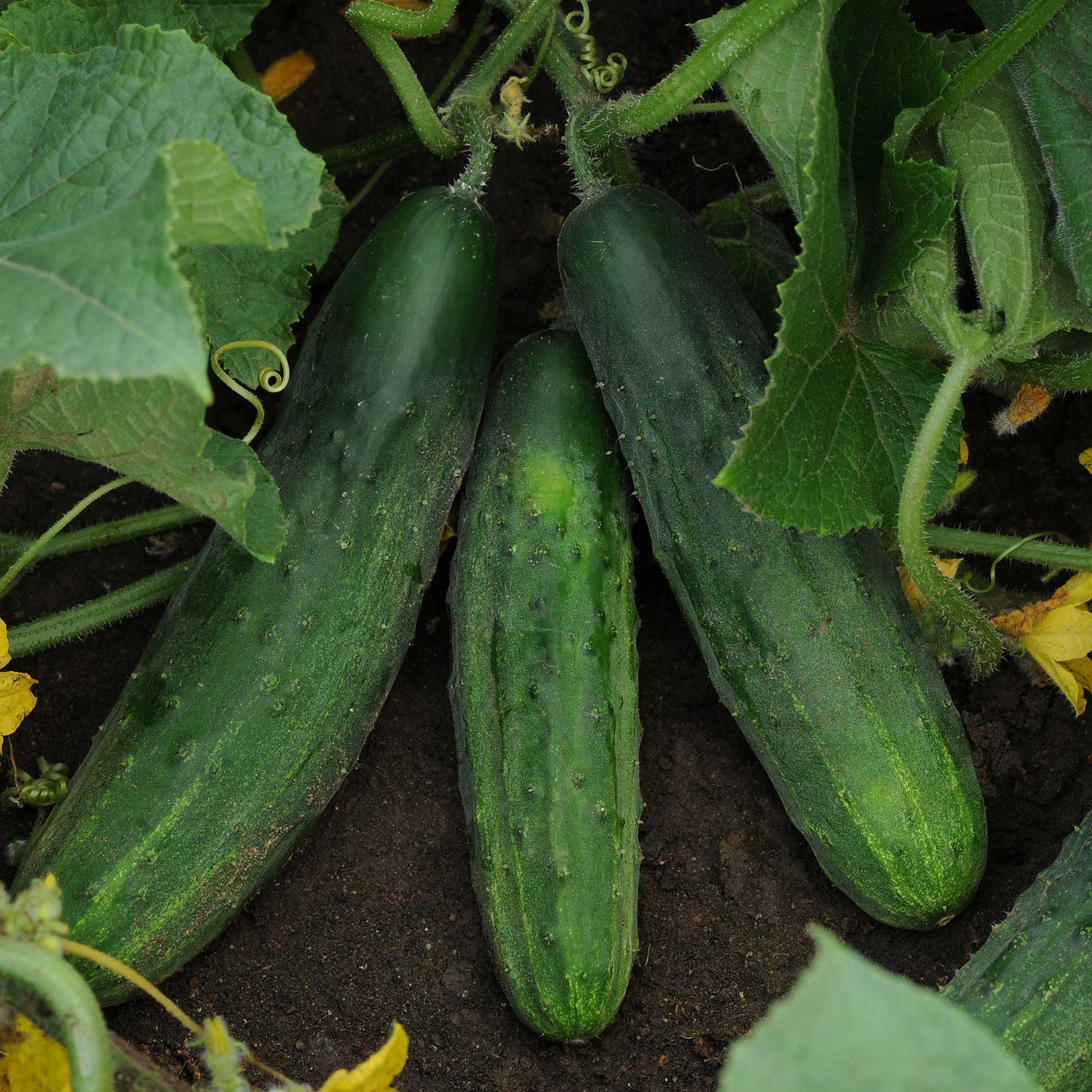 A close-up shot of several patio snacker cucumbers growing on the vine, showing their texture and vibrant color.