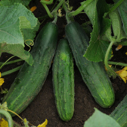 A close-up shot of several patio snacker cucumbers growing on the vine, showing their texture and vibrant color.
