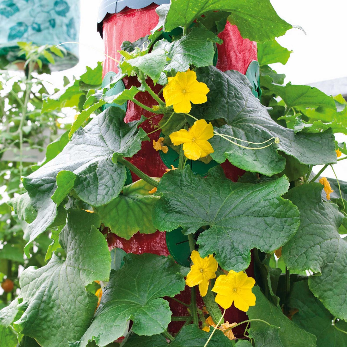 Patio Snacker cucumbers growing behind the colorful flowers and green leaves.