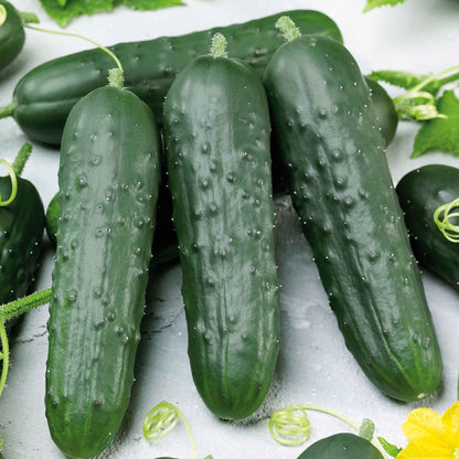 A ripe, green Poinsett 76 cucumber with green leaves and other cucumbers visible in the background.
