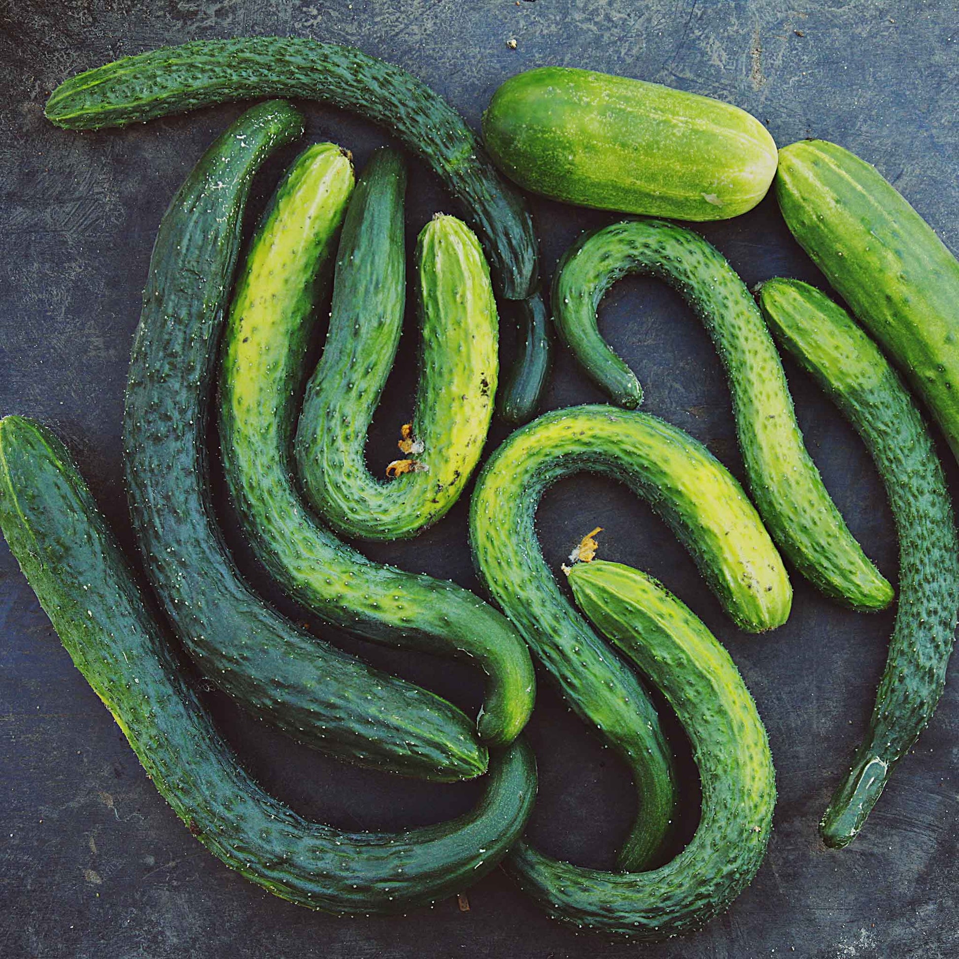 Suyo Long cucumbers on a dark surface displaying their uniquely curved bodies.